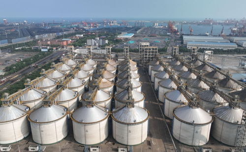 耕好無形糧田 從夏糧主產區看全鏈條節糧減損路徑